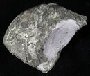 Large Pyrite Replaced Brachiopod - Silica Shale #21089-1